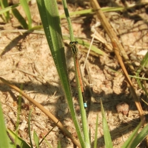 Ischnura aurora at Murrumbateman, NSW - 10 Sep 2024 02:19 PM