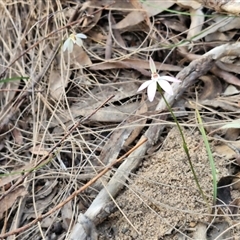 Caladenia fuscata at Goulburn, NSW - 11 Sep 2024