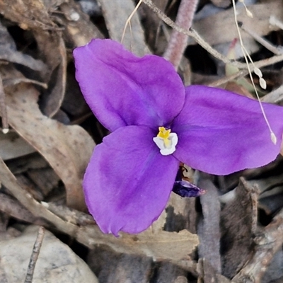 Patersonia sericea (silky purple-flag) at Goulburn, NSW - 11 Sep 2024 by trevorpreston