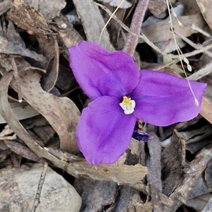 Patersonia sericea at Goulburn, NSW - 11 Sep 2024