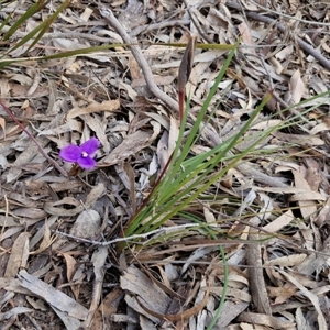 Patersonia sericea at Goulburn, NSW - 11 Sep 2024