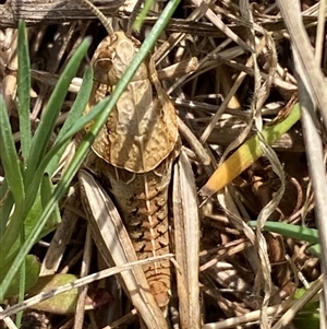 Perunga ochracea at Molonglo, ACT - suppressed