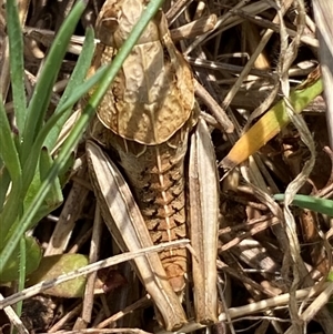 Perunga ochracea at Molonglo, ACT - suppressed