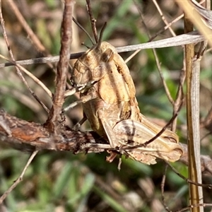 Perunga ochracea at Molonglo, ACT - suppressed