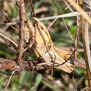 Perunga ochracea at Molonglo, ACT - suppressed