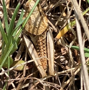 Perunga ochracea at Molonglo, ACT - suppressed