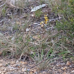 Diuris pardina at Goulburn, NSW - suppressed