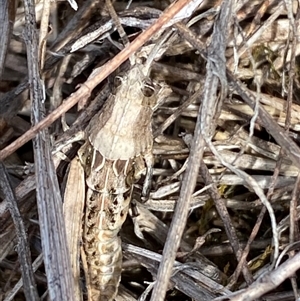 Perunga ochracea at Molonglo, ACT - suppressed