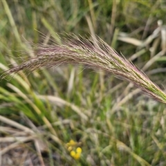 Dichelachne crinita (Long-hair Plume Grass) at Goulburn, NSW - 11 Sep 2024 by trevorpreston