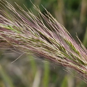 Dichelachne crinita at Goulburn, NSW - 11 Sep 2024