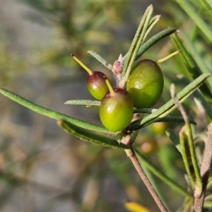 Persoonia mollis subsp. livens at Goulburn, NSW - 11 Sep 2024 04:32 PM