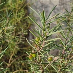 Persoonia mollis subsp. livens at Goulburn, NSW - 11 Sep 2024