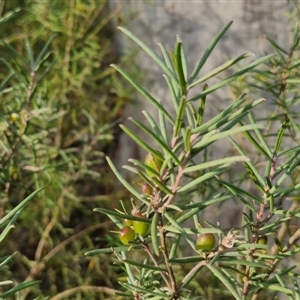 Persoonia mollis subsp. livens at Goulburn, NSW - 11 Sep 2024 04:32 PM