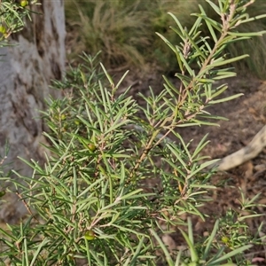 Persoonia mollis subsp. livens at Goulburn, NSW - 11 Sep 2024 04:32 PM