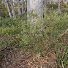 Persoonia mollis subsp. livens at Goulburn, NSW - 11 Sep 2024 04:32 PM