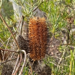 Banksia spinulosa (Hairpin Banksia) at Goulburn, NSW - 11 Sep 2024 by trevorpreston