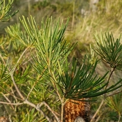 Banksia spinulosa at Goulburn, NSW - 11 Sep 2024