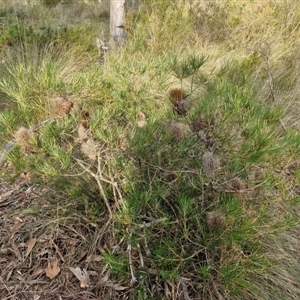 Banksia spinulosa at Goulburn, NSW - 11 Sep 2024