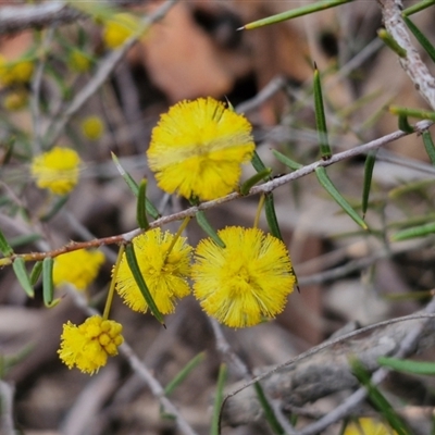 Acacia brownii (Heath Wattle) at Goulburn, NSW - 11 Sep 2024 by trevorpreston