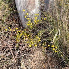 Acacia brownii at Goulburn, NSW - 11 Sep 2024