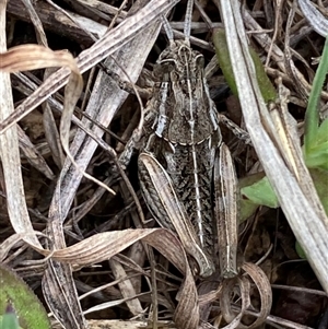 Perunga ochracea at Molonglo, ACT - suppressed