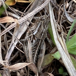 Perunga ochracea at Molonglo, ACT - suppressed