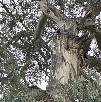 Callocephalon fimbriatum (Gang-gang Cockatoo) at Red Hill, ACT - 11 Sep 2024 by Dixie