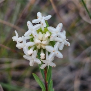 Pimelea linifolia at Goulburn, NSW - 11 Sep 2024