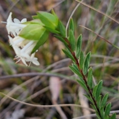 Pimelea linifolia at Goulburn, NSW - 11 Sep 2024