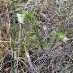 Pimelea linifolia at Goulburn, NSW - 11 Sep 2024