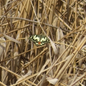 Papilio demoleus at Latham, ACT - 11 Sep 2024 01:35 PM