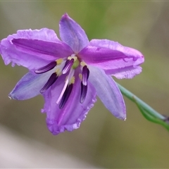 Arthropodium strictum (Chocolate Lily) at Glenroy, NSW - 9 Sep 2024 by KylieWaldon