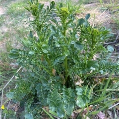 Barbarea verna (Wintercress, American Cress) at Molonglo, ACT - 11 Sep 2024 by SteveBorkowskis