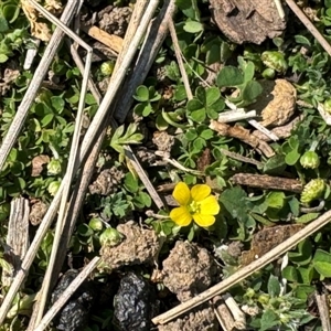 Oxalis sp. at Russell, ACT - 10 Sep 2024 01:22 PM