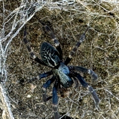 Badumna (genus) (Lattice-web spider) at Russell, ACT - 10 Sep 2024 by Hejor1