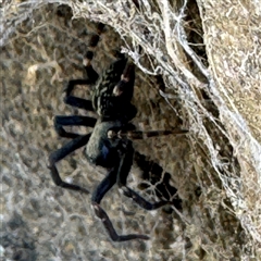 Badumna (genus) at Russell, ACT - 10 Sep 2024 01:27 PM