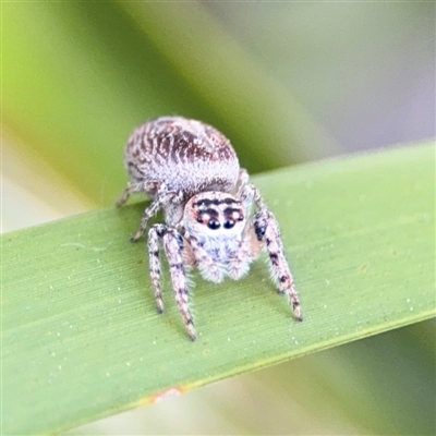 Opisthoncus sp. (genus) (Unidentified Opisthoncus jumping spider) at Russell, ACT - 10 Sep 2024 by Hejor1