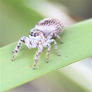 Opisthoncus sp. (genus) at Russell, ACT - 10 Sep 2024