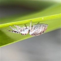 Opisthoncus sp. (genus) at Russell, ACT - 10 Sep 2024