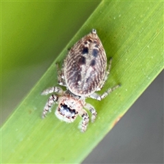 Opisthoncus sp. (genus) at Russell, ACT - 10 Sep 2024