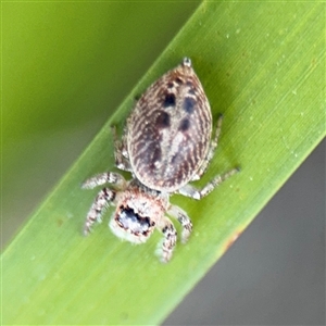 Opisthoncus sp. (genus) at Russell, ACT - 10 Sep 2024