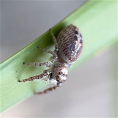 Opisthoncus sp. (genus) at Russell, ACT - 10 Sep 2024