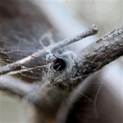 Segestriidae sp (family) (Tube Dwelling Spider) at Russell, ACT - 10 Sep 2024 by Hejor1