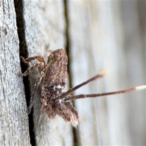 Fulgoroidea sp. (superfamily) at Russell, ACT - 10 Sep 2024