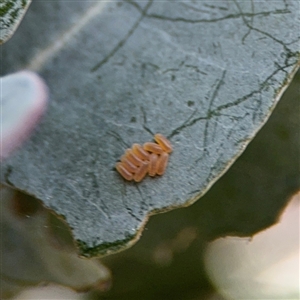 Paropsini sp. (tribe) at Russell, ACT - 10 Sep 2024 04:52 PM