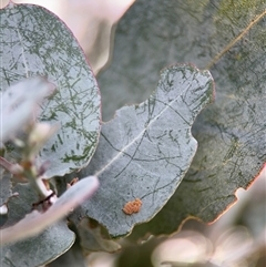 Paropsini sp. (tribe) at Russell, ACT - 10 Sep 2024 04:52 PM