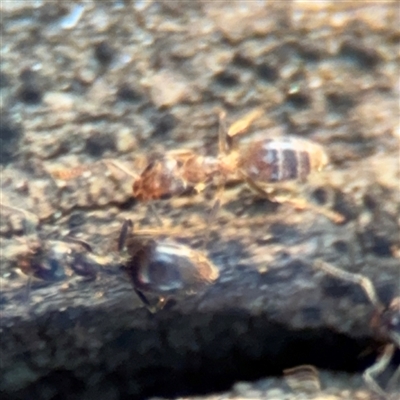 Formicidae (family) (Unidentified ant) at Russell, ACT - 10 Sep 2024 by Hejor1