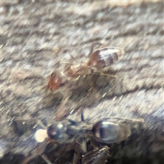 Formicidae (family) at Russell, ACT - 10 Sep 2024 05:05 PM