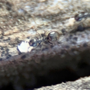 Formicidae (family) at Russell, ACT - 10 Sep 2024