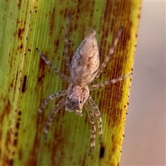 Helpis minitabunda (Threatening jumping spider) at Russell, ACT - 10 Sep 2024 by Hejor1